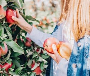 apple picking blog - canva